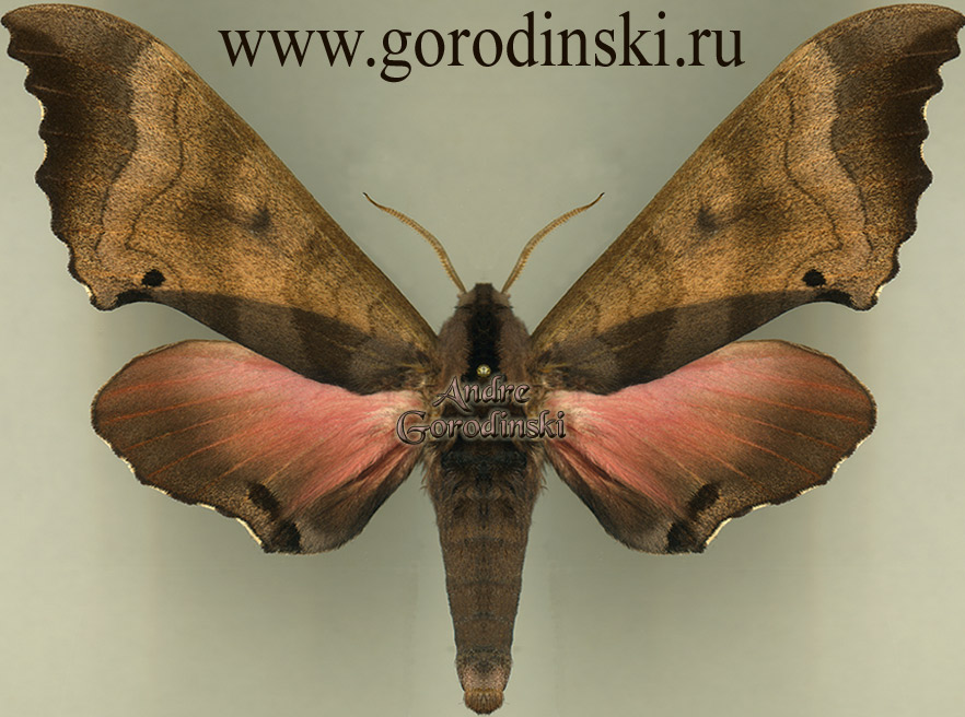 http://www.gorodinski.ru/sphingidae/Marumba gaschkewitschi irata.jpg